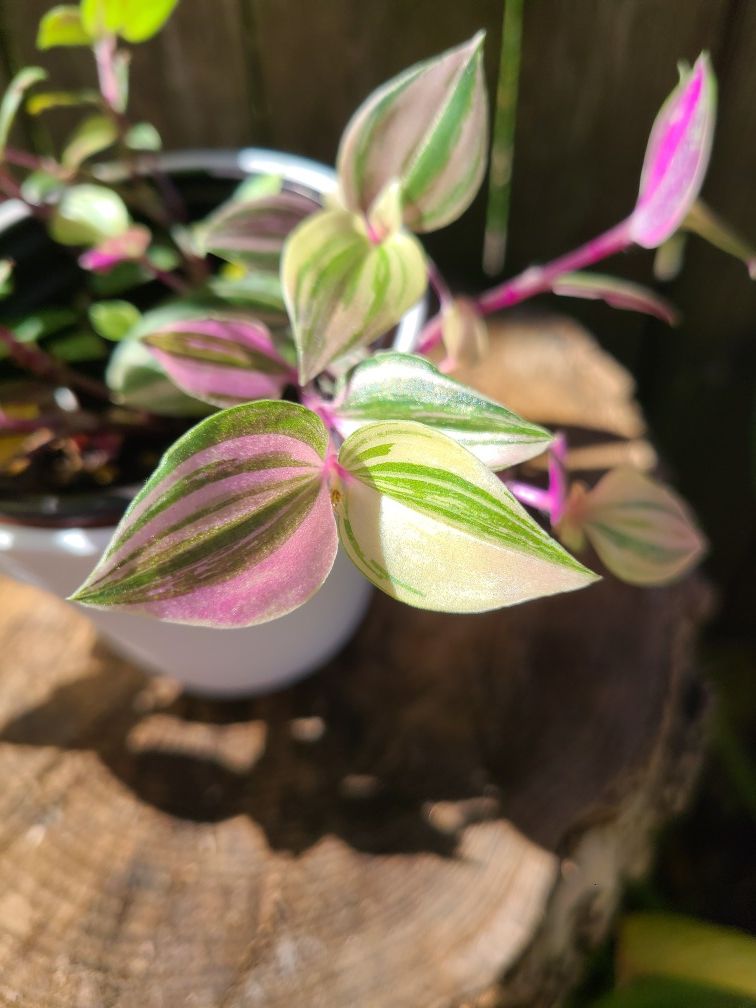 Pink Tricolor Tradescantia Plant