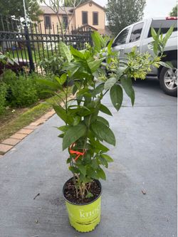 Night-Blooming Jasmine/Huele de Noche