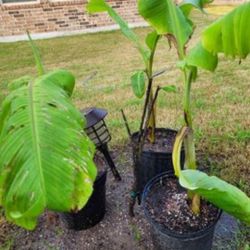 Banana Plants