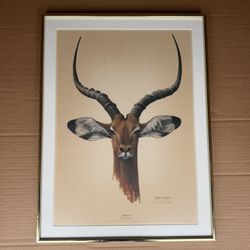 Impala Wildlife Fine Art Print Ray Harm