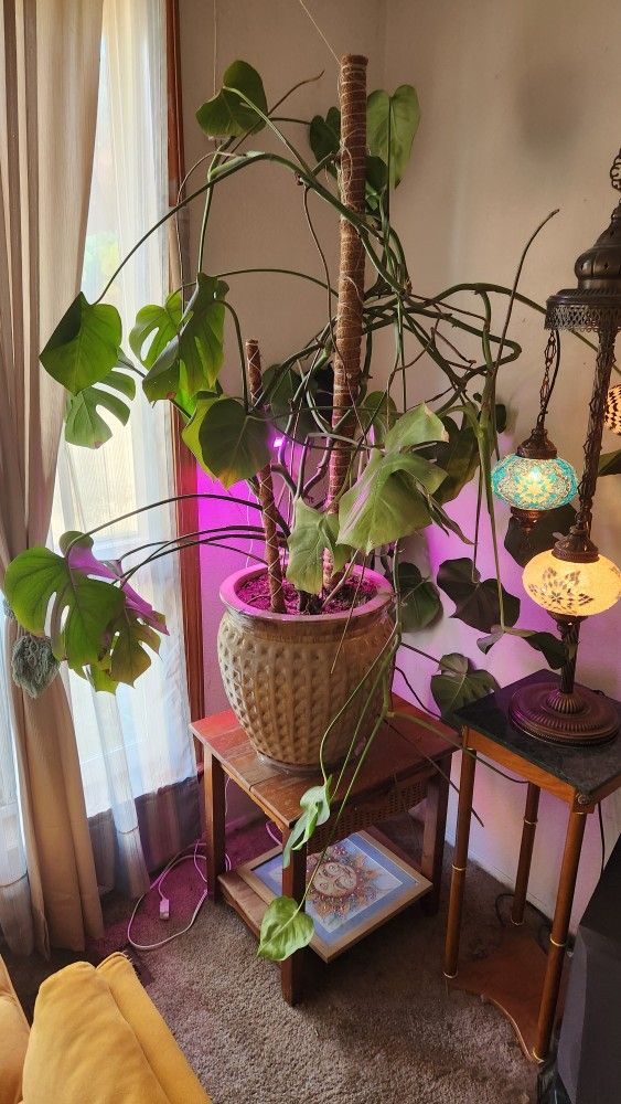 Monstera Plant