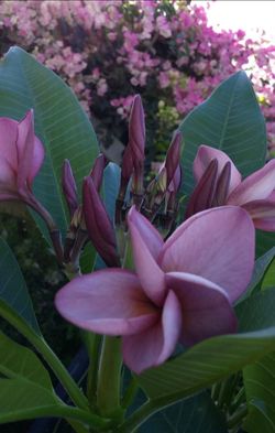 Plumeria Cutting Purple Jack
