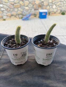 Monkey tail cactus