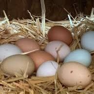 Farm Fresh Local Eggs,  And Fertile 