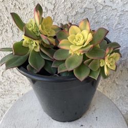 1.5 Gallon Pot Succulent Plant - Aeonium Haworthii Pinwheel - Kiwi Starburst Verde Variegated - Rooted & Established - Drought Resistant 🪴