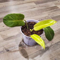 Philodendron - 6" Pot