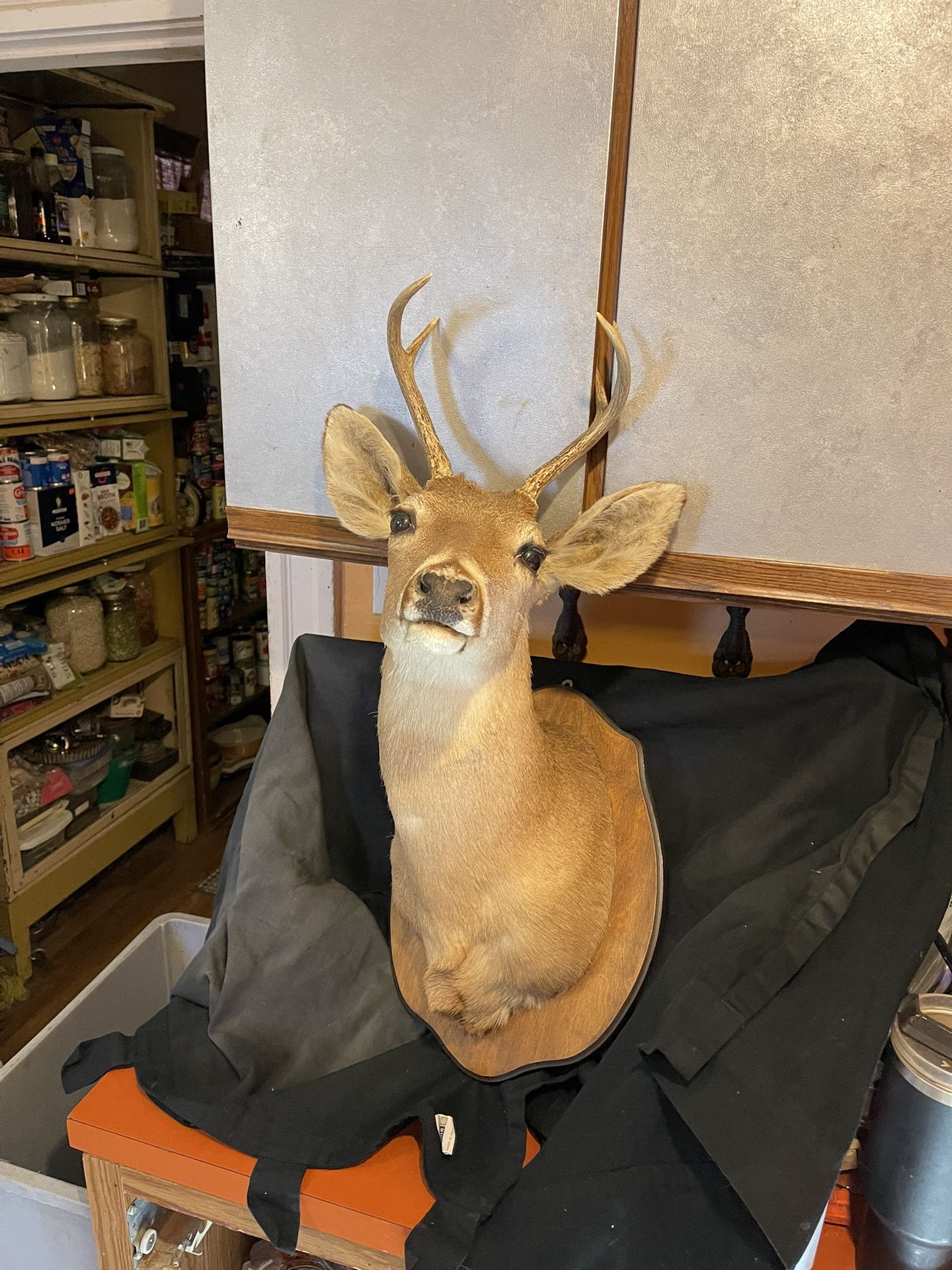 Mounted deer head taxidermy