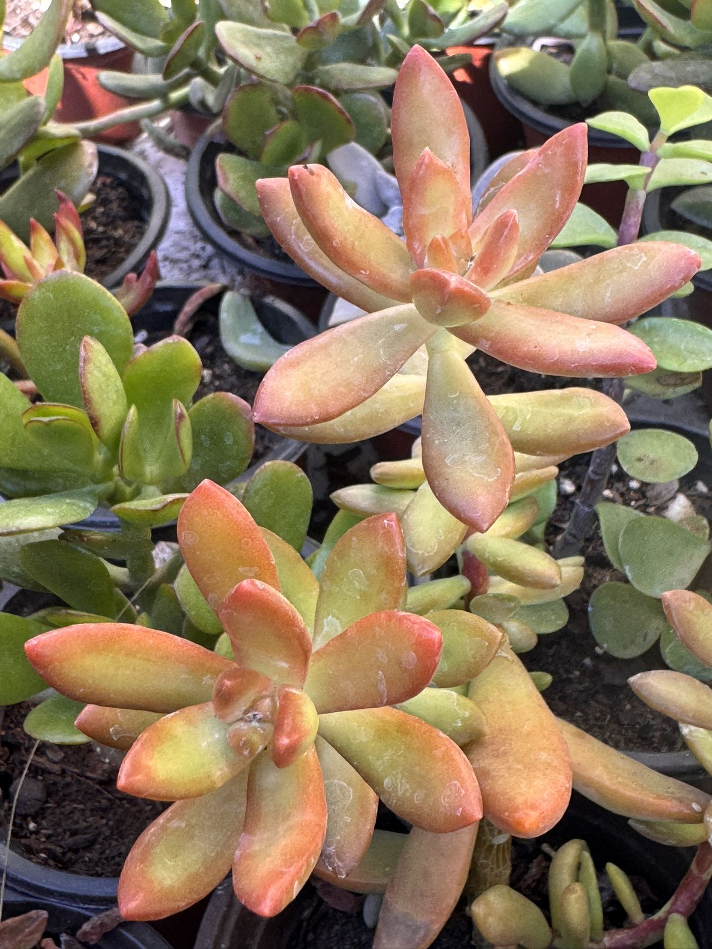 Succulents Plants 4”pot