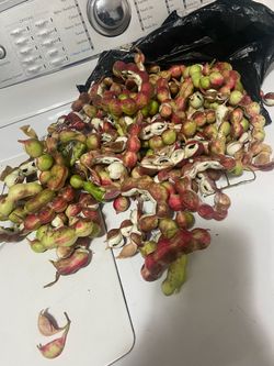 Guamuchiles dulces
