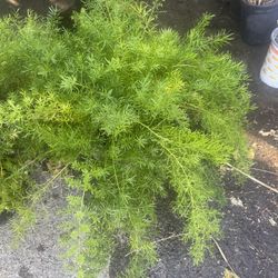 Asparucus Plant For Garden