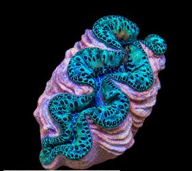 Live Maxima Giant Clam Reef Aquarium