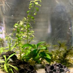 Micro Aquarium Desktop Bowl - Absolutely Not For Fish