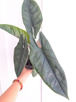 Alocasia Scalprum Plant 4" Pot - Indoor House Plants