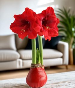 Red Amarallis