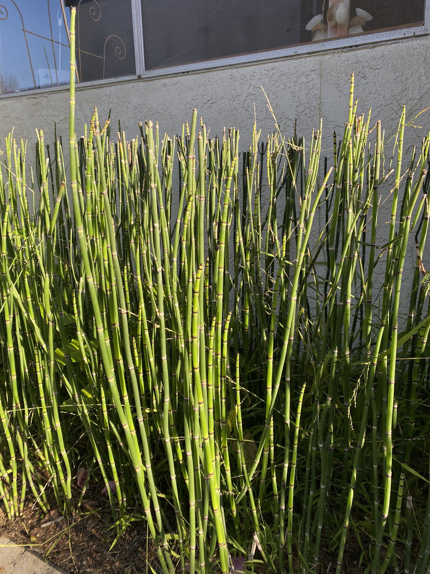 Bundle of 3 x 1 Gallon pots Of horsetail Plant - About 10 reeds each ranging from 12” to 40” tall. Rooted and Ready to be planted.