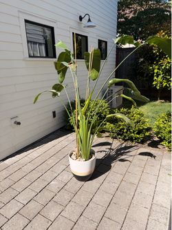Bird of paradise and pot