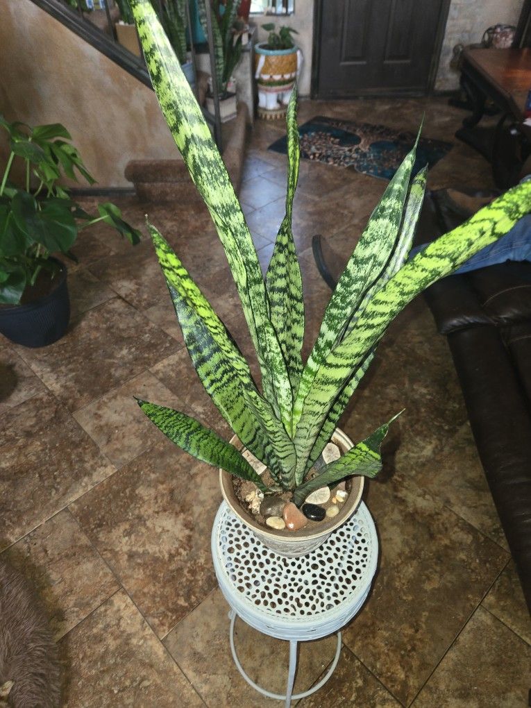 2ft 7in Tall Sansevieria Snake Plant In Ceramic Pot With Shells And Stones