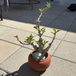 Pachypodium lealii var. saundersii - Succulent/Plant 