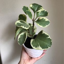 Beautiful Variegated Peperomia Plant With Pot
