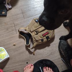 Kong Harness 