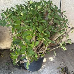 $80 Huge Crown Of Thorn Plant