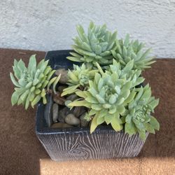 Succulents Plant 