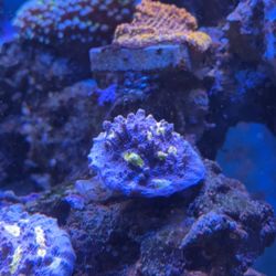 ORA Easter egg Chalice 