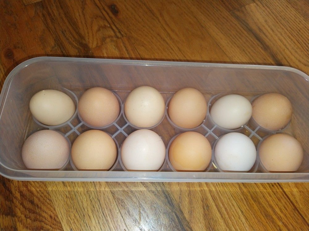Fresh Chicken Eggs