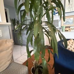 🌿 Stunning 5.5ft Tall Tropical Indoor Plant (Dracaena) + Pot