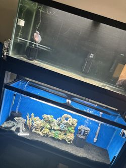 55g Aquarium