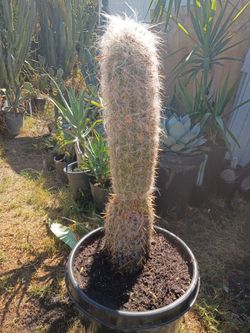 Old man cactus plant