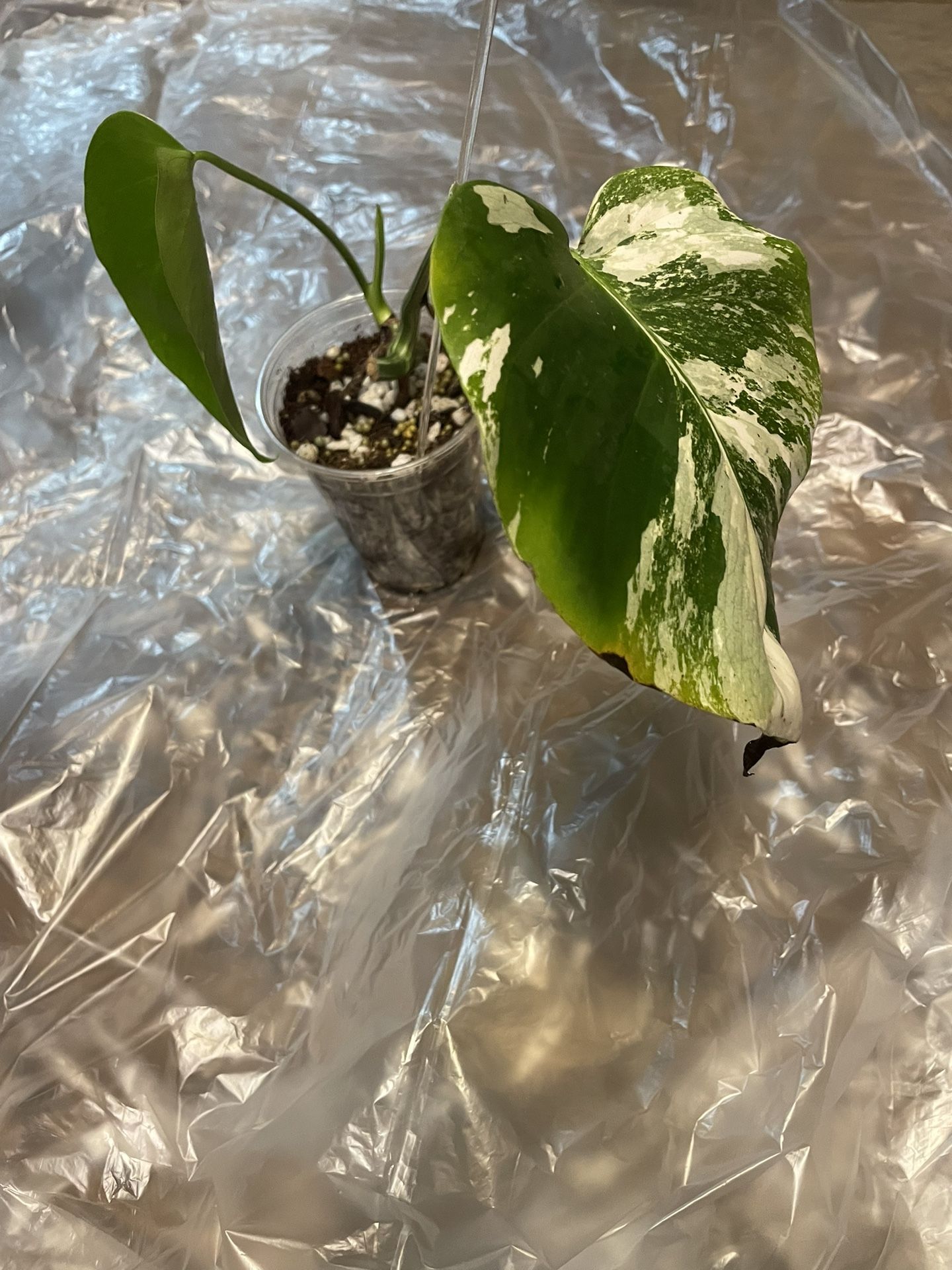 Variegated Monstera Albo Plant