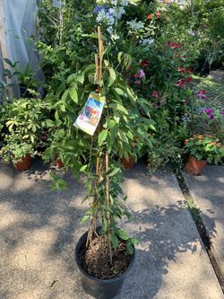 Tangerine Beauty Cross Vine 