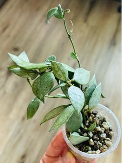 Hoya Louisa’s silver