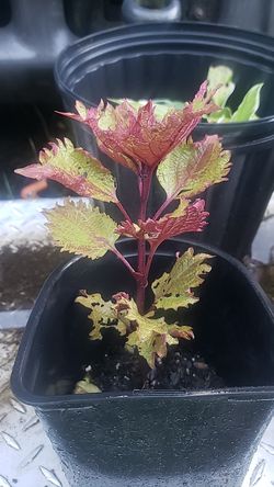 Lovely plants $3 And up