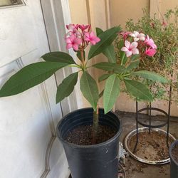 Planta Hawaiana