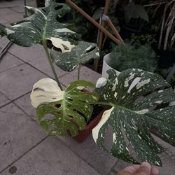 Monstera Thai Cons 5 Leaves
