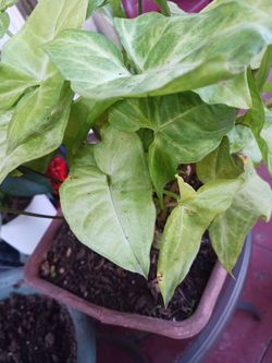 Diferents Plans  $5 dólar Each