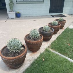 Potted Blue Agave