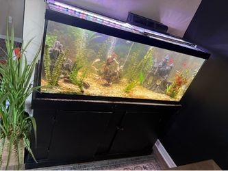 75 gallon fish tank