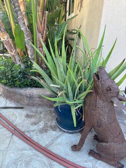 Aloe Vera plants in blue ceramic pots