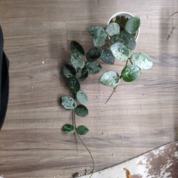 Hoya Mathilde Splash