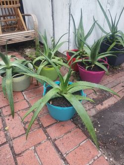 Aloe vera plants