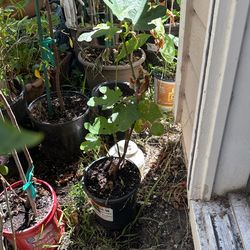 Fig Tree $10