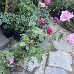 Rose Plants 