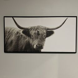 Highland Cow Photo For Sale