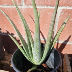 Aloe Vera