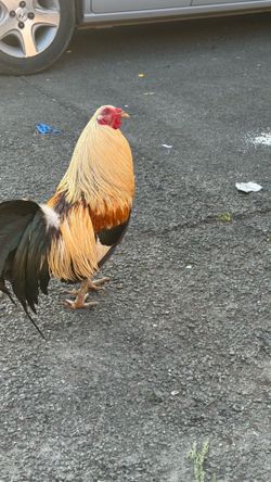 Gallo