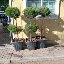 Juniper Double Ball