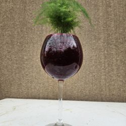 Asparagus Fern ( Asparagus setaceus ) Bonsai Tree,  Outdoor and Indoor plant